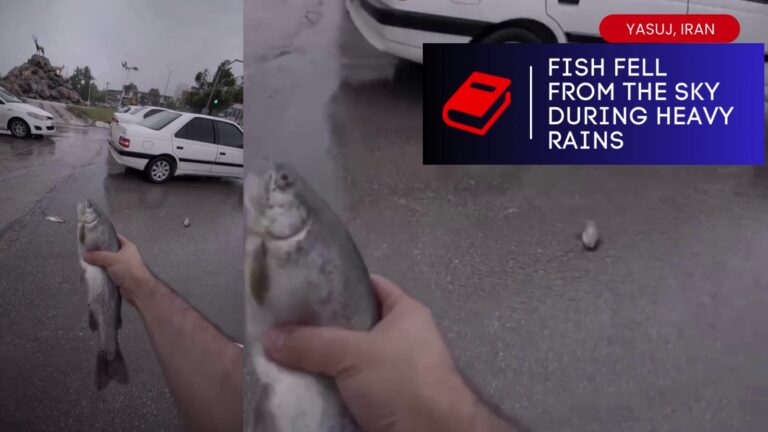 Fish Rain in Iran? Viral Video Shows Fish Falling from Sky!