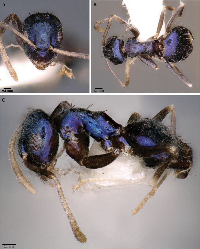 New Blue Ant Species Discovered in Eastern Himalayas
