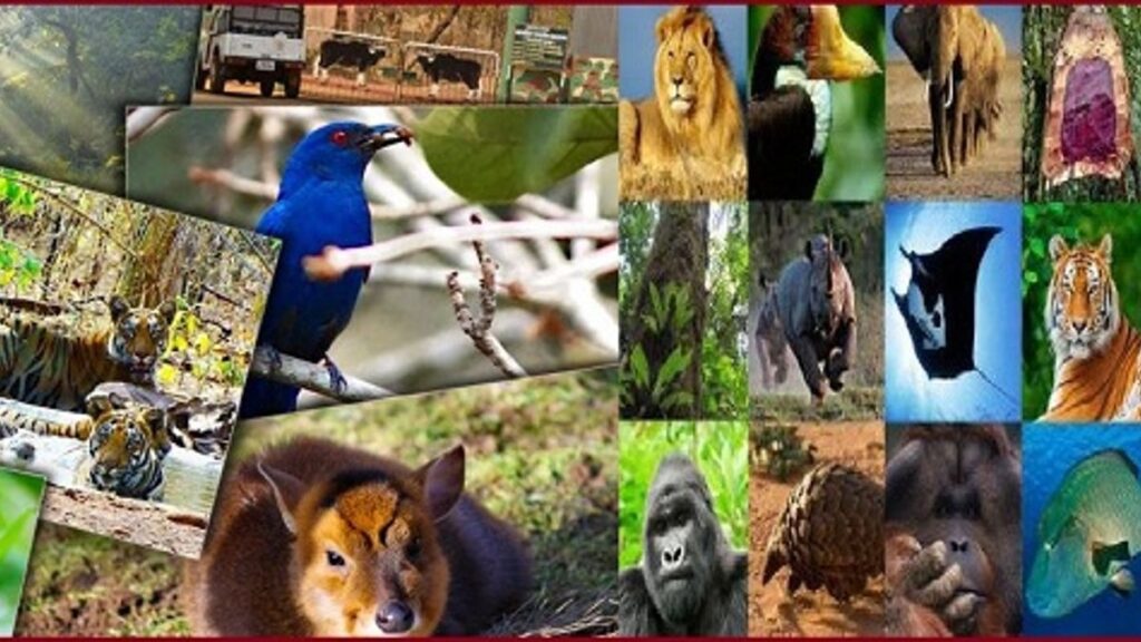 From Tigers to Turtles: India Records 1,04,561 Species in New Portal