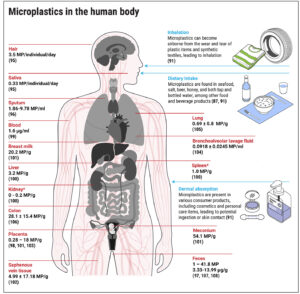 Locations in the human body where microplastics have been reported (Courtesy: Science Magazine)