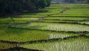 Paddy Fields