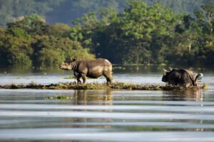 Assam Flood water submerges Kaziranga National Park